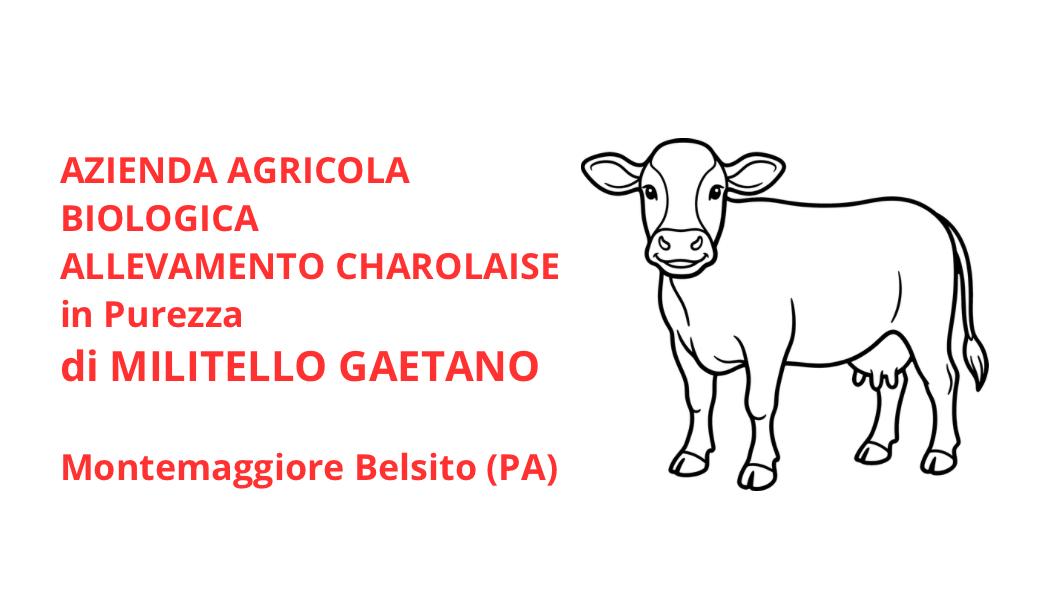 Logo Az. Agr. Biologica Militello Gaetano – Allevamento Charolaise